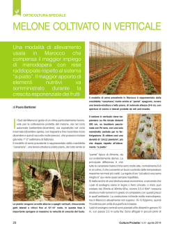 MELONE COLTIVATO IN VERTICALE