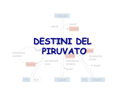 Destino piruvato