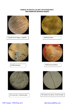 funghi a cappello, pluricellulari (muffe)