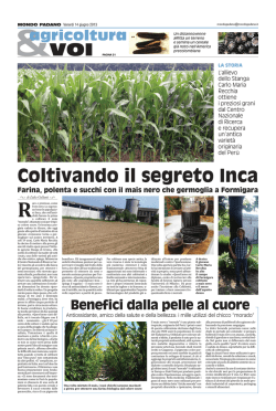 Coltivando il segreto Inca Farina, polenta e succhi con il mais nero