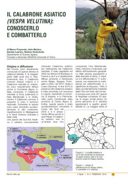 il calabrone asiatico (vespa velutina): conoscerlo e