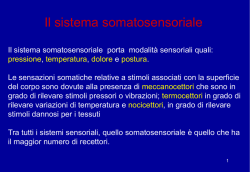 Sistema somatosensoriale
