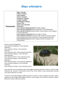 Emys orbicularis - Herpetomania.it