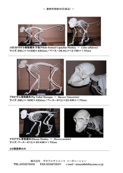 ～ 動物骨格標本(在庫品) ～ 株式会社 ゼネラルサイエンス