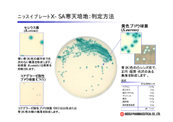 ニッスイプレートX-SA寒天培地：判定方法