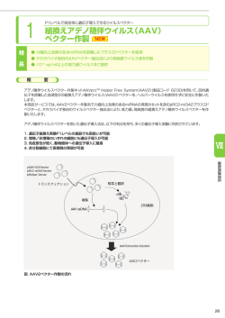 組換えアデノ随伴ウイルス（AAV） ベクター作製 NEW