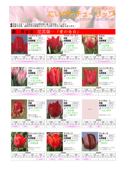 赤 Red 花言葉&hellip;「愛の告白」
