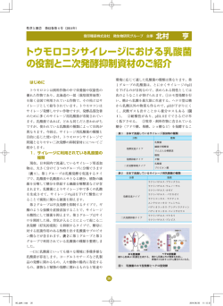 トウモロコシサイレージにおける乳酸菌 の役割と二次発酵