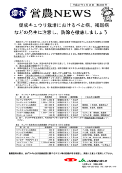 促成キュウリ栽培におけるべと病、褐斑病 などの発生に注意し、防除を