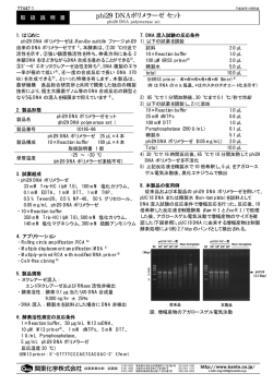 phi29 DNAポリメラーゼセット 取扱説明書