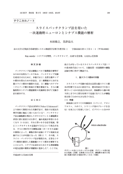 スライスパッチクランプ法を用いた 一次運動野ニューロンと
