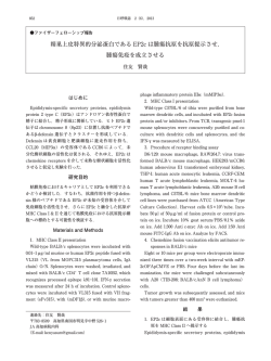 精巣上皮特異的分泌蛋白である EP2c は腫瘍抗原を抗原提示させ