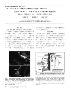 乳腺センチネルリンパ節と上肢リンパ管系との交通関係