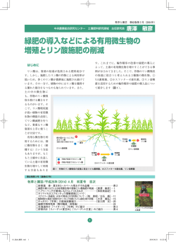 緑肥の導入などによる有用微生物の 増殖とリン酸施肥の削減
