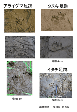 アライグマ足跡 タヌキ足跡 イタチ足跡