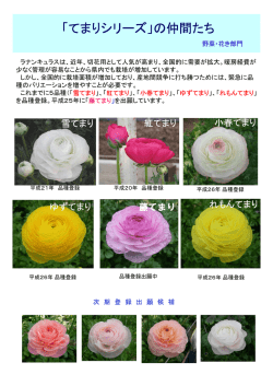 「てまりシリーズ」の仲間たち