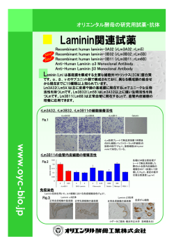 Lm関連リーフレット - オリエンタル酵母工業