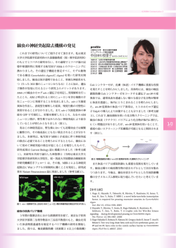 lD 線虫の神経突起除去機構の発見