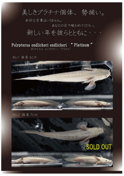 ポリプテルス エンドリケリー プラチナ 販売のお知らせ
