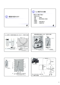 雌雄の産み分け X,Y精子の分離