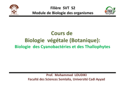 Algues (Phycophytes)