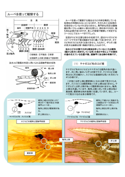千葉県に生息する淡水エビ類とその簡単な見分け方