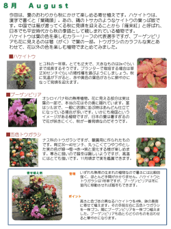 8月の花