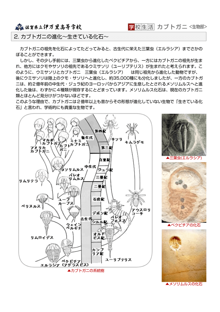 2 カブトガニの進化 生きている化石