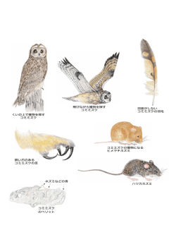 羽音がしない コミミズクの羽毛 ハツカネズミ コミミズクの獲物になる ヒメ