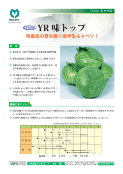 YR 味トップ YR 味トップ YR 味トップ