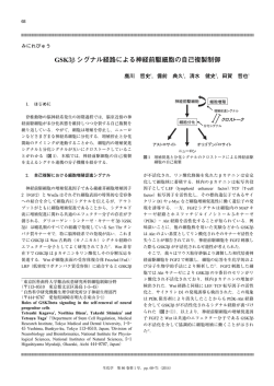 GSK3β シグナル経路による神経前駆細胞の自己複製制御