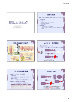 運動生理学 骨格筋の構造、エネルギー系