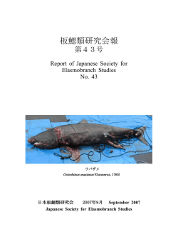 板鰓類研究会報 - 日本板鰓類研究会
