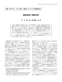 細胞接着と細胞骨格