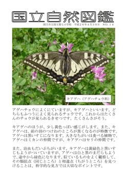 アゲハチョウによくにていますが、キアゲハといいます。ど ちらもふつうに