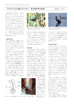さえずり上手は雌にモテモテ！ 鳥の鳴き声の秘密