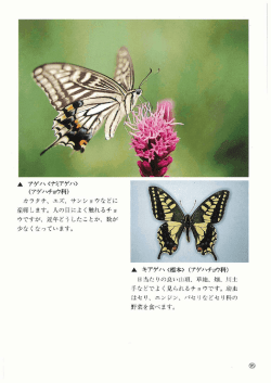 (アゲハチョウ科)