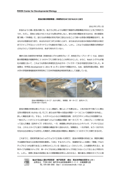 RIKEN Center for Developmental Biology
