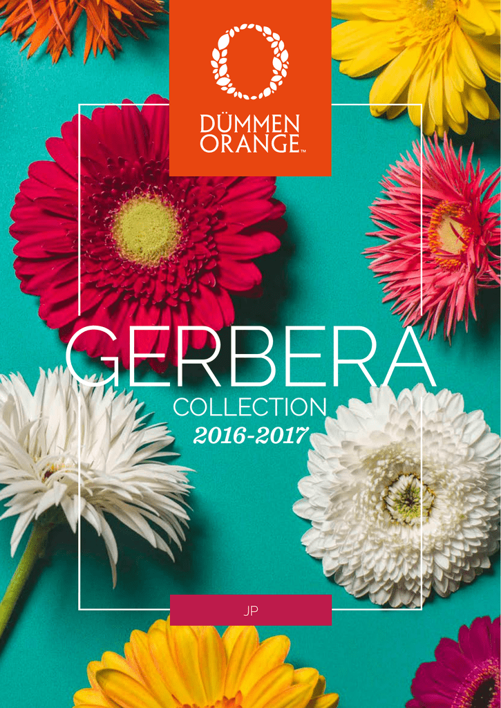 Gerbera Standard