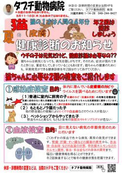 （2） もともとノラ猫だった子 （3） ペットショップからやってきた子 （1）普通