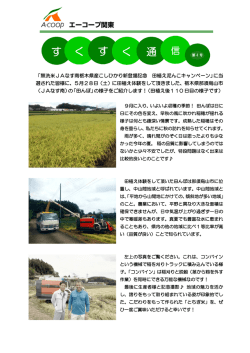 無洗米JAなす南栃木県産こしひかり新登場記念 田植え泥んこキャンペーン