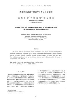 西海町沿岸潮下帯のヤドカリと後鰓類