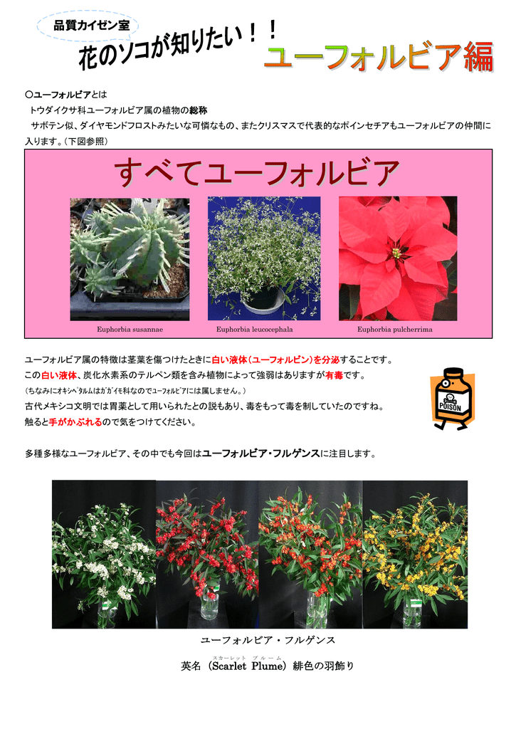 花のソコが知りたい Vol 2 ユーフォルビア編