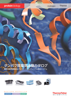 タンパク質電気泳動カタログ - Thermo Fisher Scientific