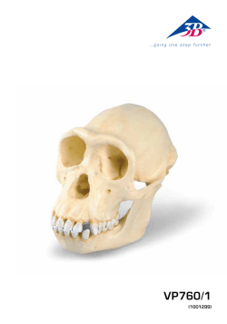 Chimpanzee1