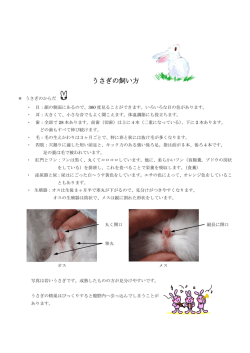 うさぎの飼い方