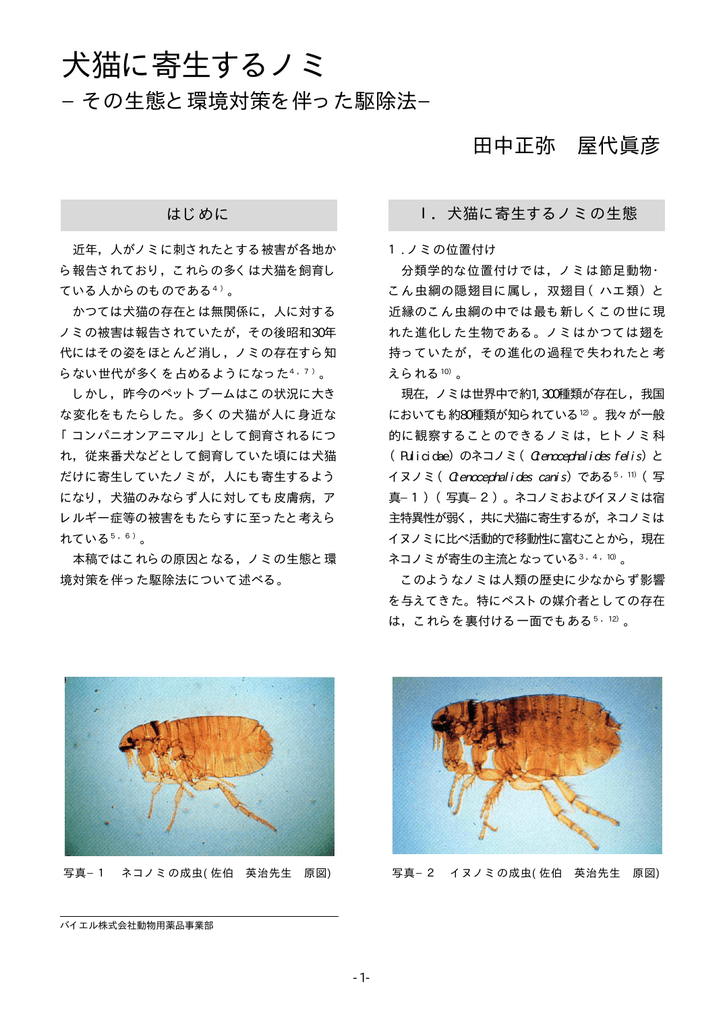 犬猫に寄生するノミ