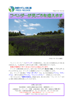 7月8日 ラベンダーが見ごろを迎えます（PDF：670KB）