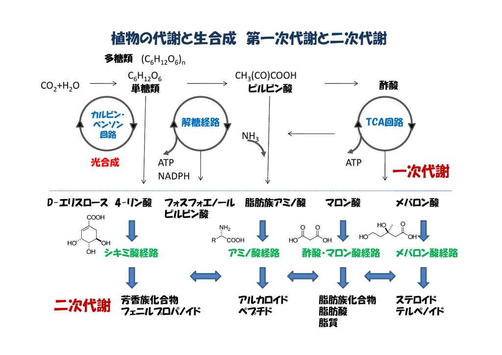 植物の代謝と生合成 第一次代謝と二次代謝 一次代謝 二次代謝