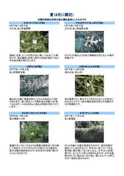 花ごよみ 夏8月のダウンロード：PDF